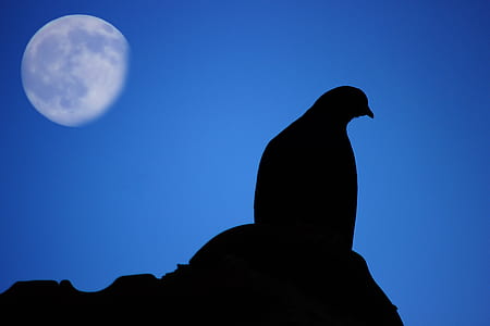 silhouette of bird under blue sky thumbnail