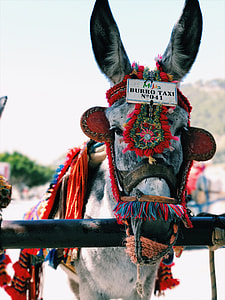 gray horse with red and blue fringe dress thumbnail