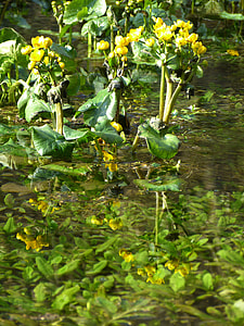 Caltha Palustris thumbnail