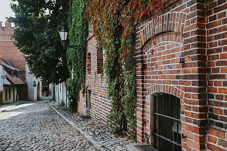 Old building covered in vine thumbnail