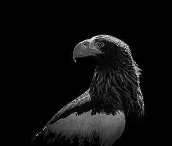 brown and white eagle looking backward thumbnail