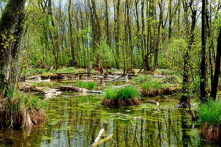 green forest and swamp thumbnail