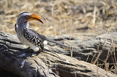 bird on twig thumbnail