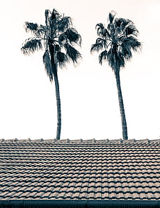 two green palm trees beside brown clay roofs thumbnail