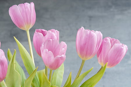 closeup photo of purple tulip flowers thumbnail