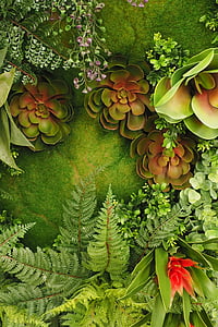 green succulents beside green fern plant thumbnail