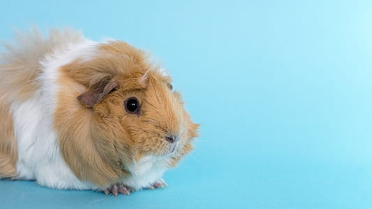 Light Brown Guinea Pig Photo thumbnail