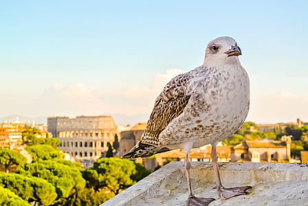 white and brown bird on concrete platform thumbnail
