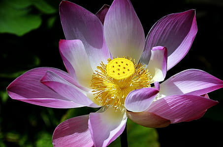 pink lotus flower in close-up photography thumbnail