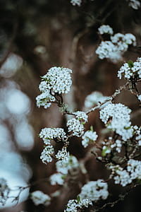 white cherry blossoms in selective focus photography thumbnail