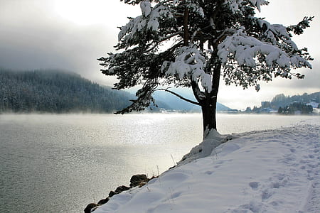 tree with snowflakes near body of water thumbnail