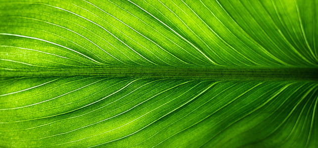 green leaf macro photography thumbnail