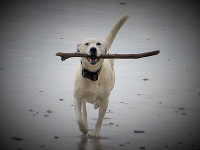 adult Labrador retriever biting stick thumbnail