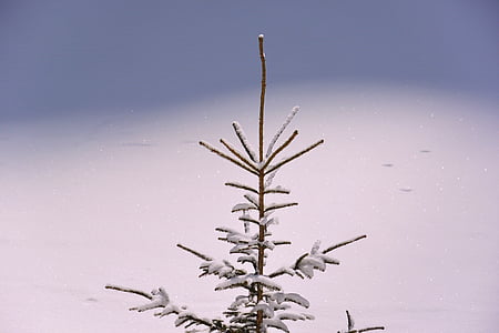 frozen pine tree during winter thumbnail
