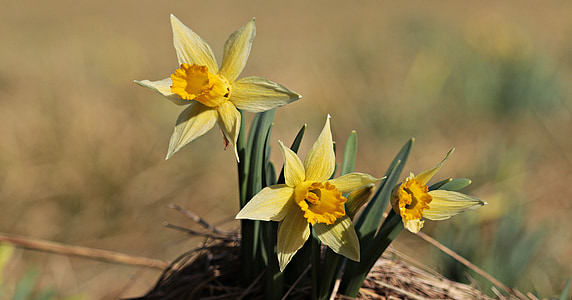 green and yellow flowers thumbnail