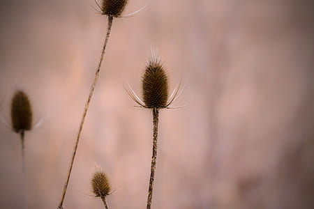 shallow focus photography of brown flowers thumbnail