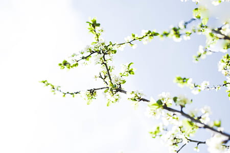 selective focus photo of green leafed plant thumbnail