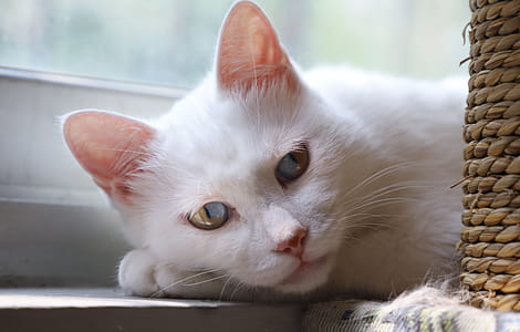 White Cat Lying Near Window thumbnail