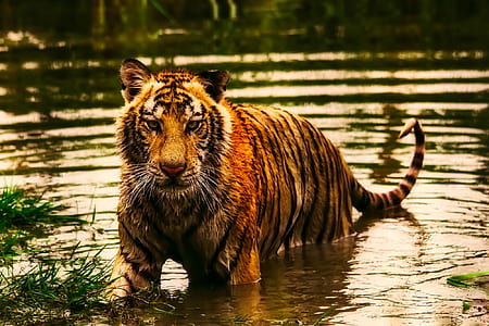 tiger on water during daytime thumbnail