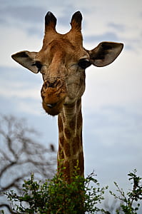 giraffe eating grass during daytime thumbnail