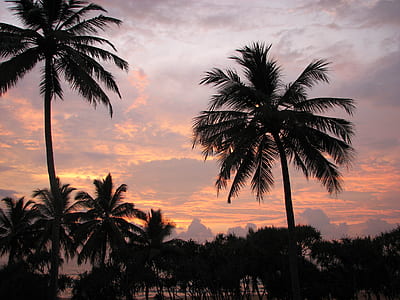 silhouette of coconut tress thumbnail