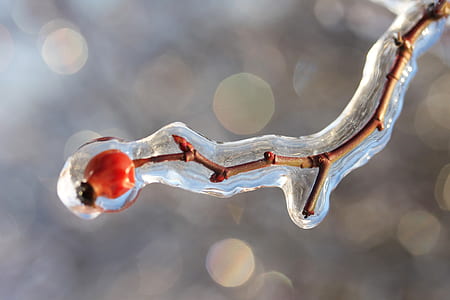 macro and bokeh photography of brown twig covered by water thumbnail