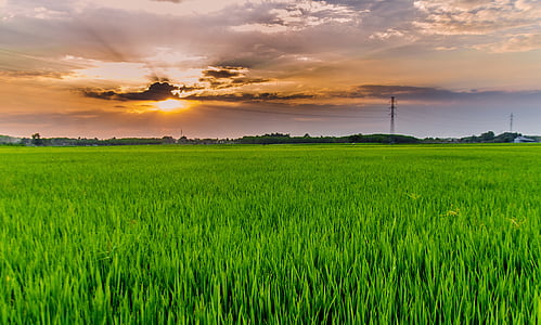 green grass field at daytime thumbnail