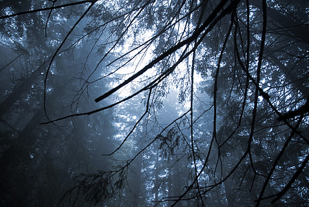 low angle photography of forest tree thumbnail