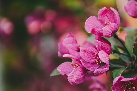 Close-Up Photography of Purple Flowers thumbnail