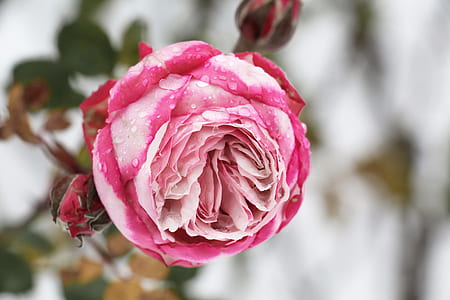 pink rose in close-up photo during daytime thumbnail