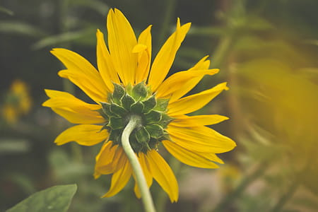Close-Up Photography of Yellow Flower thumbnail
