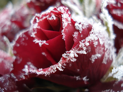 selective focus photography of red rose filled with dew thumbnail