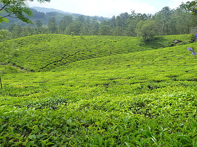 green farm thumbnail
