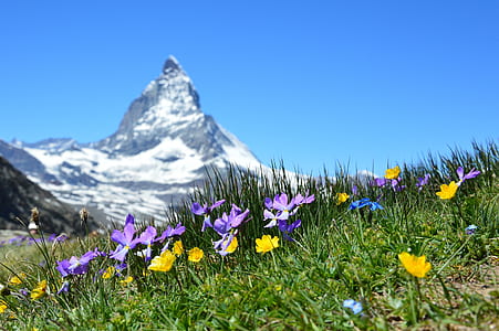 landscape, nature, sunny, field thumbnail