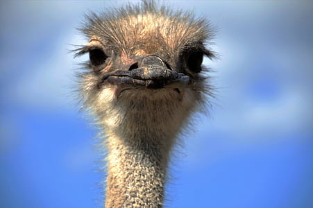 closeup photo of brown emu bird thumbnail
