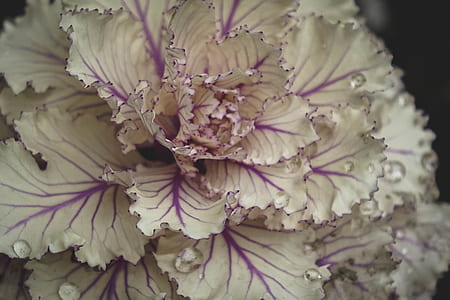 white petaled flower thumbnail