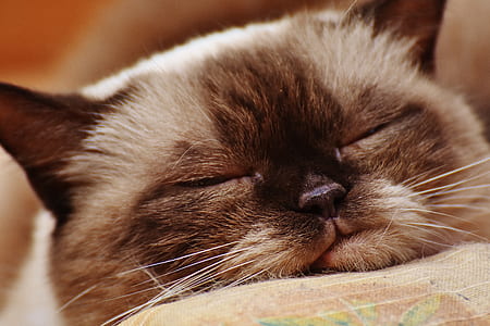 Siamese cat sleeping thumbnail