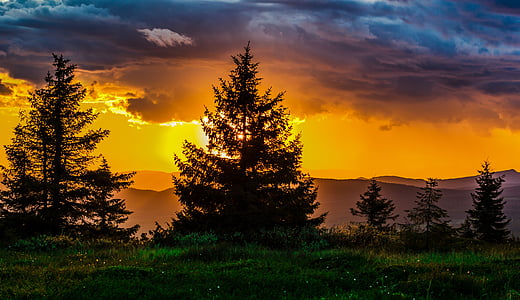 green leafed trees during sunset thumbnail