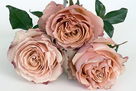 three pink roses thumbnail