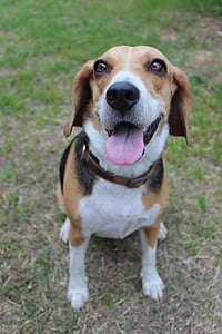 adult tricolor beagle thumbnail