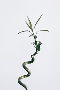 green leafed orchid plant thumbnail