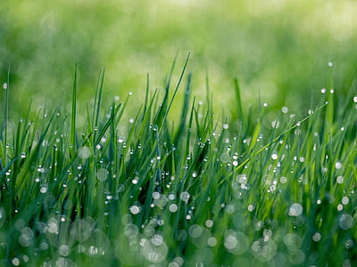 water droplets on grass thumbnail