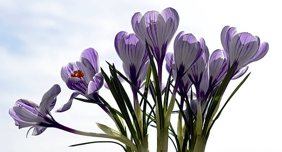 purple petaled flowers thumbnail