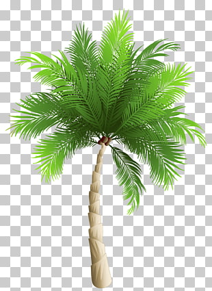 Palm trees Date palm Phoenix canariensis Coconut, Palm Tree , green palm tree artwork PNG clipart