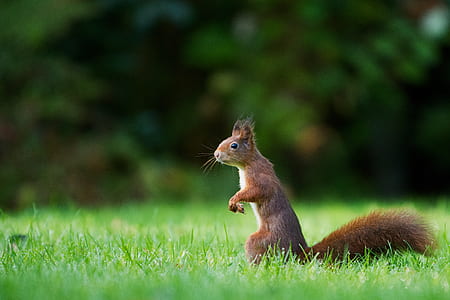 squirrel standing on green grass field thumbnail