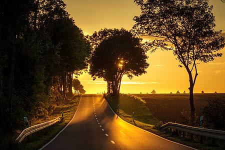green leafed trees thumbnail
