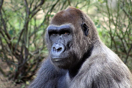 black gorilla thumbnail
