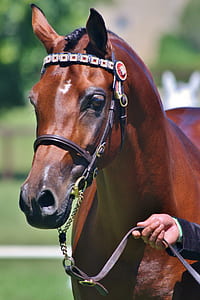 brown horse thumbnail
