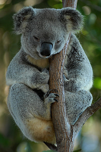 shallow focus photo of gray koala thumbnail