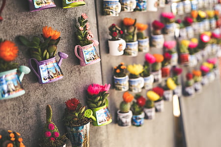 selective focus photography of potted succulent plants thumbnail